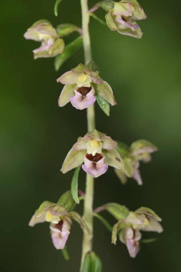 Young’s helleborine.