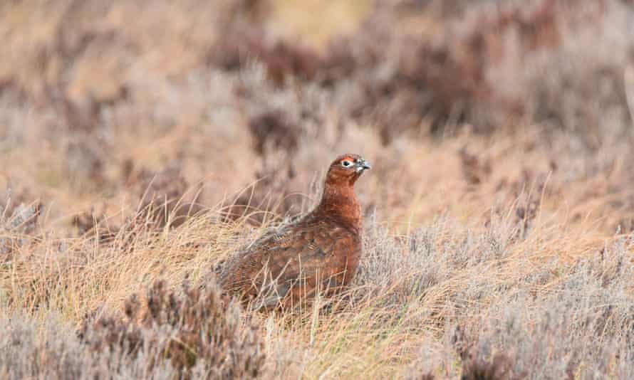 Red grouse at Langholm Moor, UK