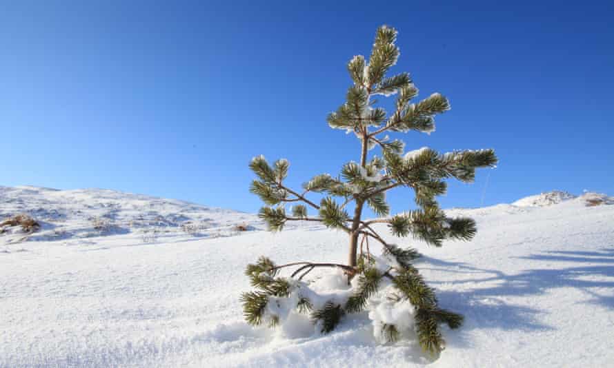 Scots pine seedling in snow, inside dwarf birch exclosure, Dundreggan, Scotland, UK.