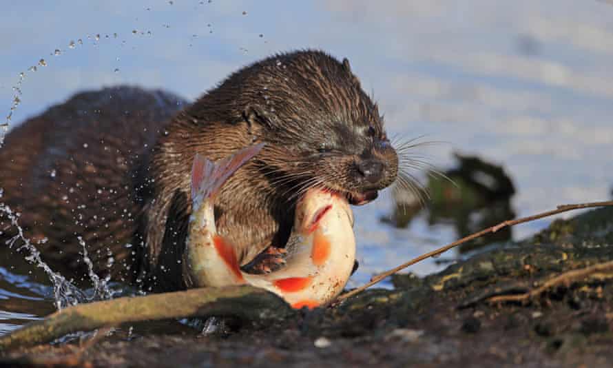 European Otter (Lutra lutra) adult killing Roach fish (Rutilius rutilus) at riverbank European Otters, Thetford, Norfolk, Britain