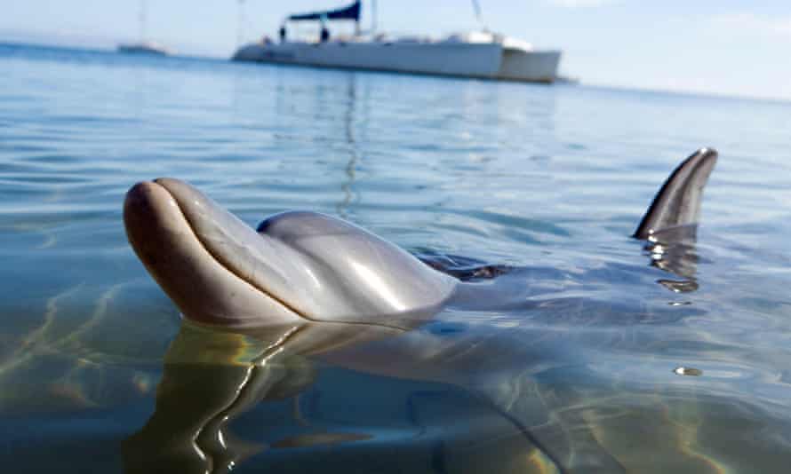 A dolphin at Monkey Mia, Western Australia