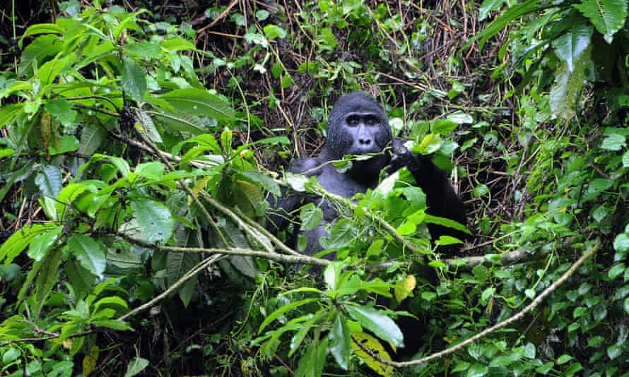 A male mountain gorilla in Bwindi Forest, Uganda.