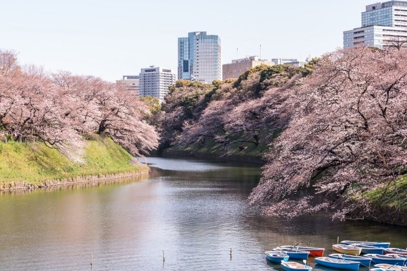 Kitanomaru Park Cherry Blossoms