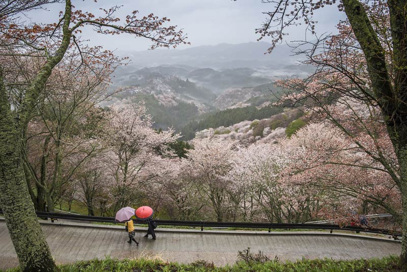 cherry blossom season in Japan