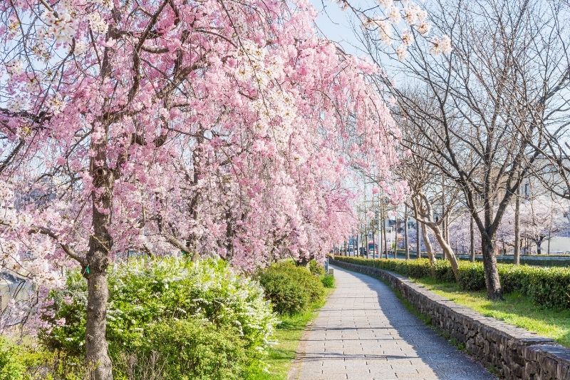 Kyoto cherry blossoms