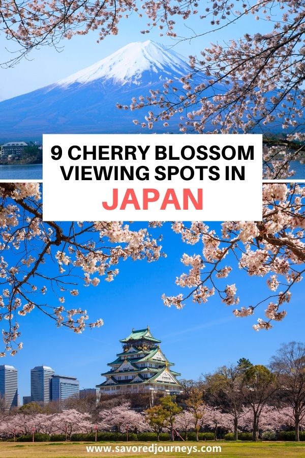 cherry blossoms in Japan