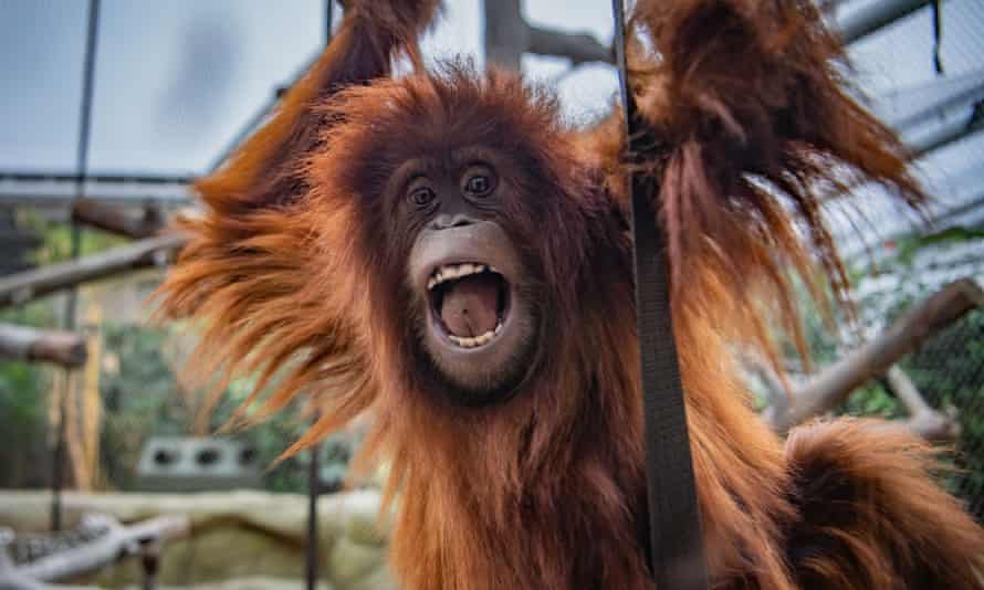 Chester Zoo’s Sumatran orangutan, Tuti.