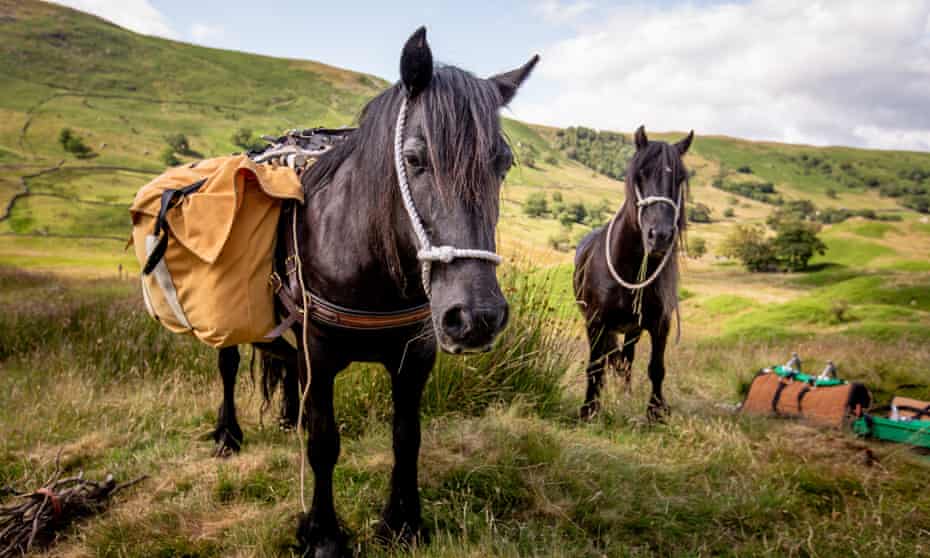 Walking with fell ponies in Cumbria.