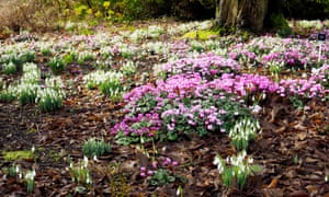 ‘More to spring than daffodils’: cylcamen and snowdrops at Sir Harold Hillier Gardens.