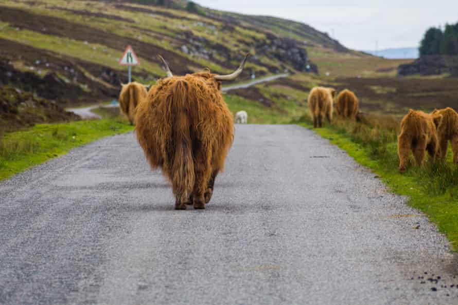 Highland cows on the road to Applecross, Scotland.