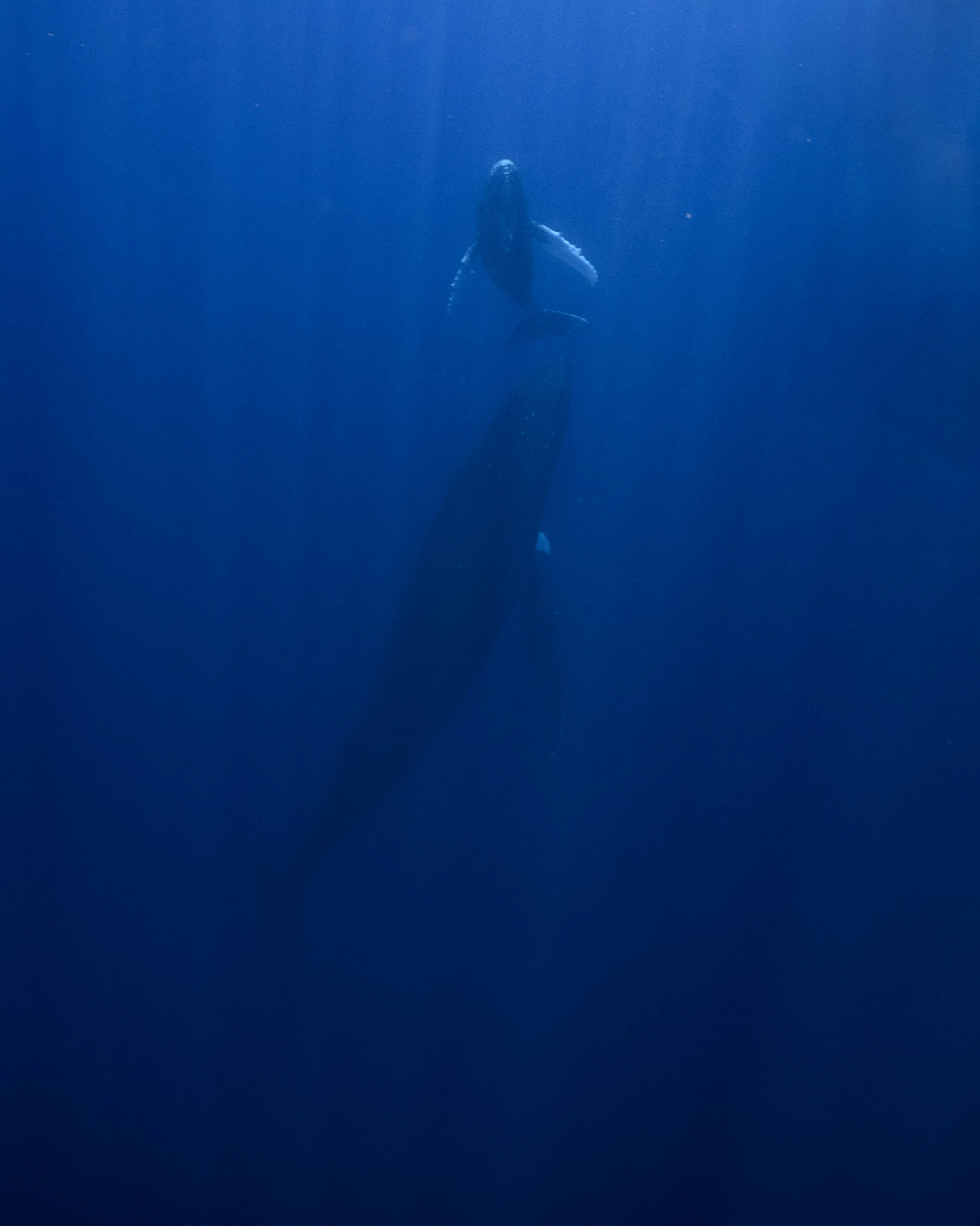 humpback whales moorea