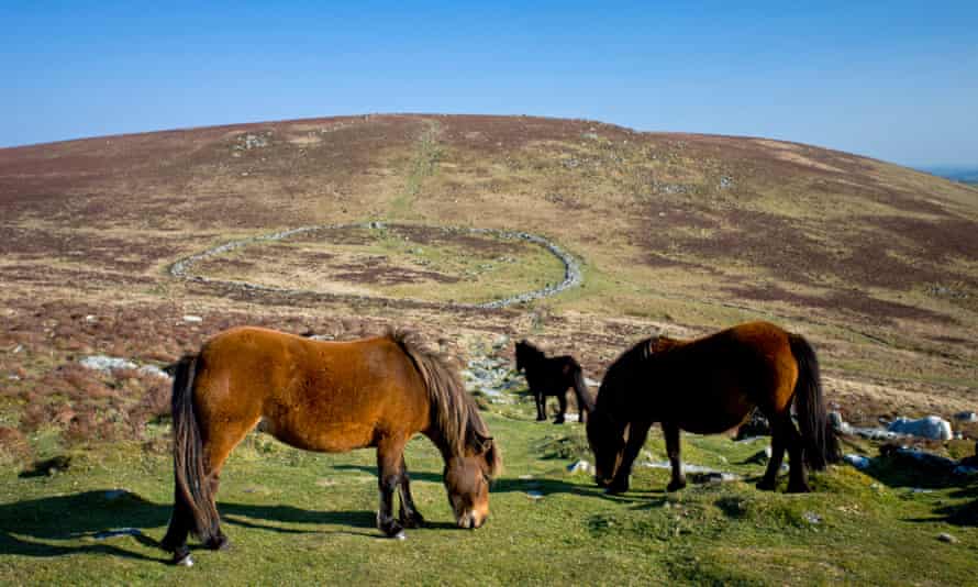 Dartmoor Ponies grazing by the remains of a stone circle