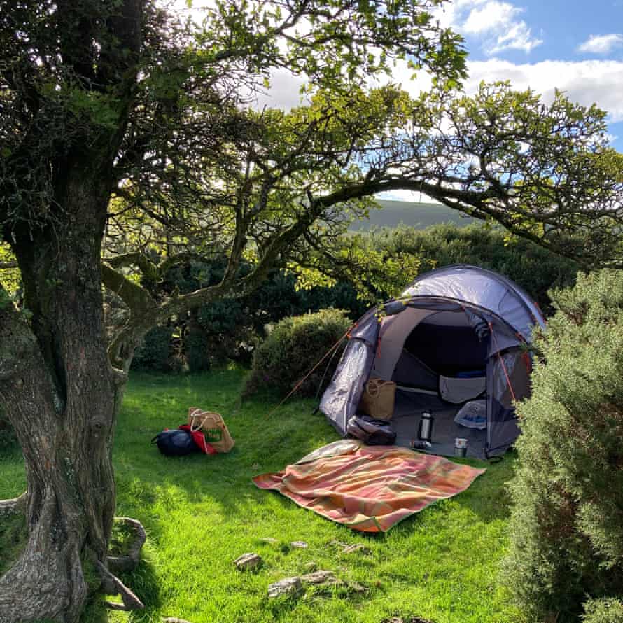 tent on grass in  corner between tree and hedgrow