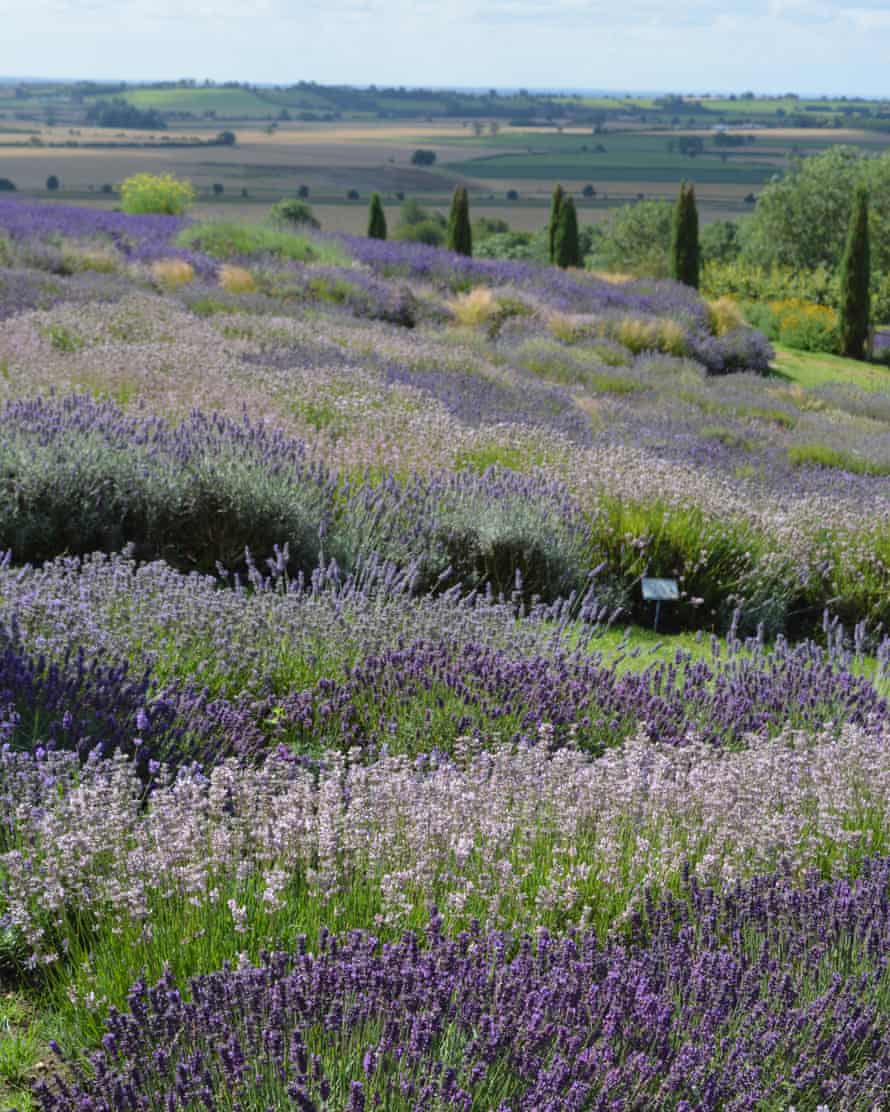 Lavender Farm, North Yorkshire