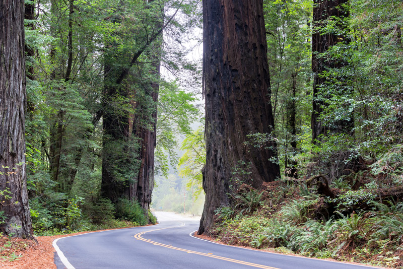 Humboldt Redwoods