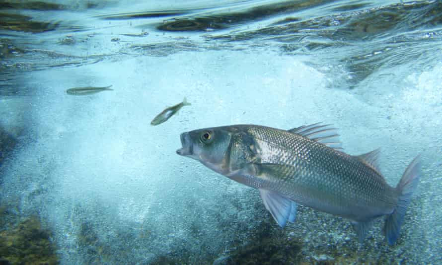 European sea bass.