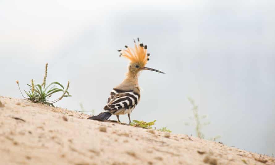 Close up, beautiful bird, African Hoopoe.