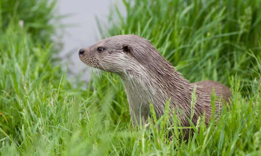 European otter on a riverbank