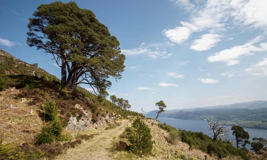 Single tree in front of Loch Ness