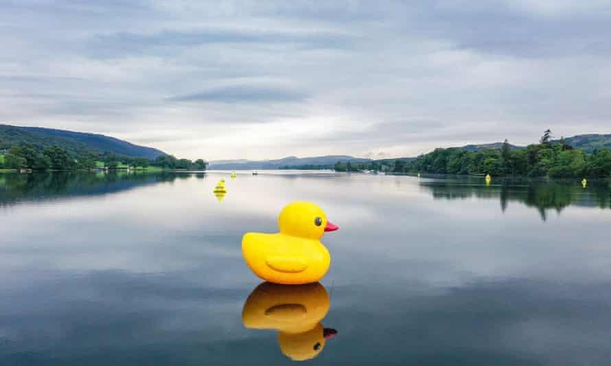 Rubber duck seen in closeup on Coniston Water, Lake District, UK