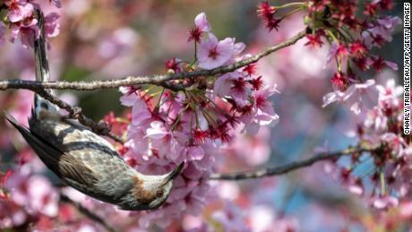 A bird next to cherry blossoms at a park in Tokyo, Japan, on March 23.