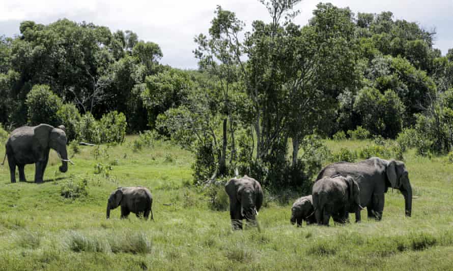 Elephants in Kenya