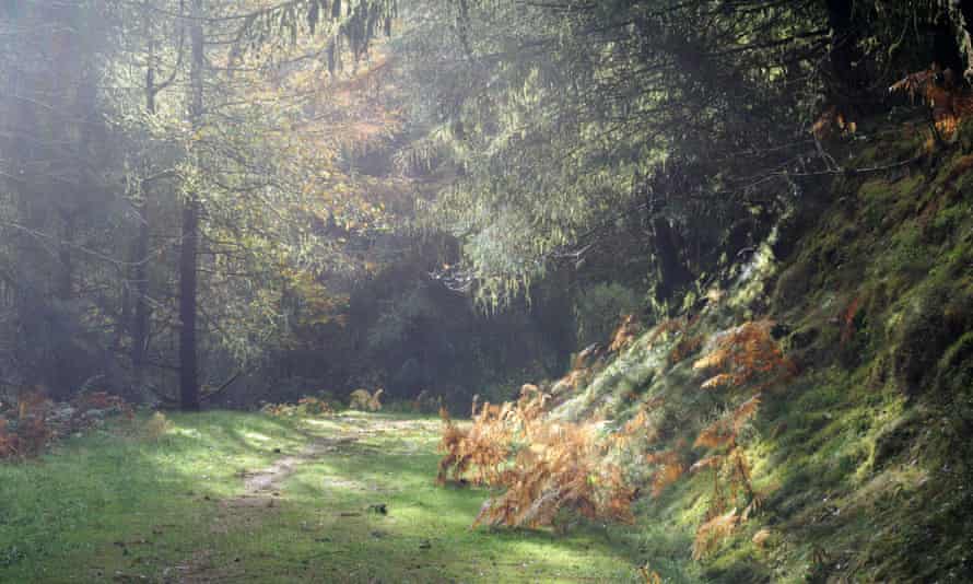 Misty autumn morning in woodland after rain in Brechfa Forest