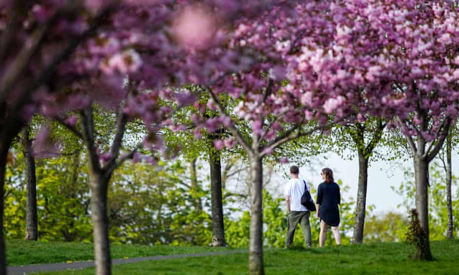 A couple walk through pink cherry blossom trees in Queen’s Park