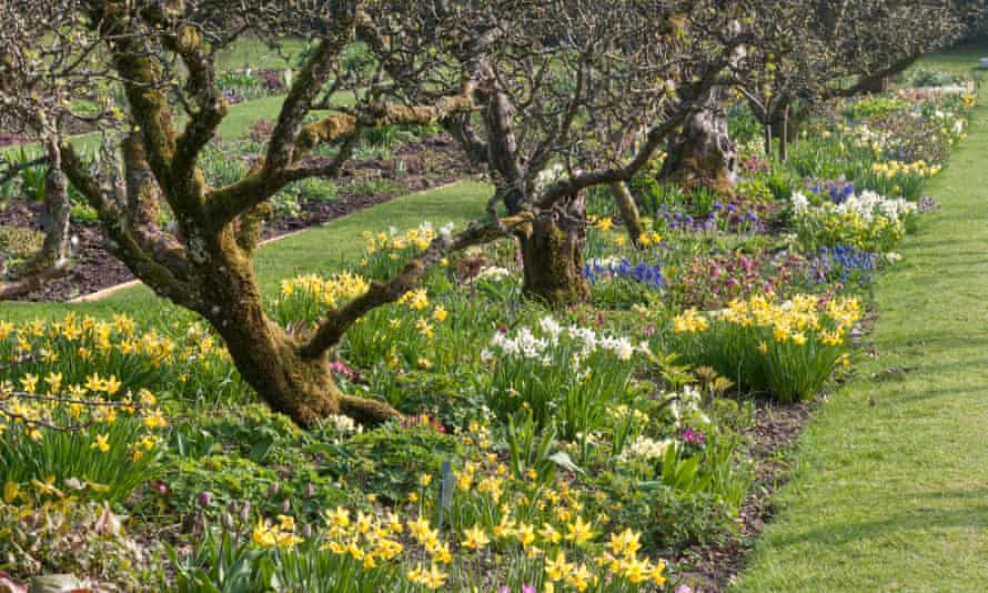 Spring borders with old apple trees at Hergest Croft Gardens, Kington, Herefordshire, UK.