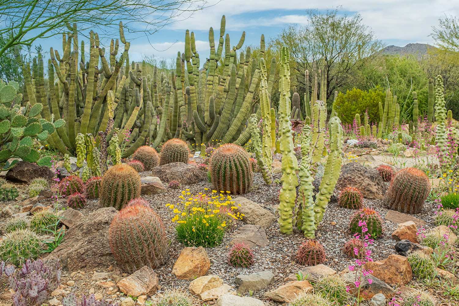 Sonoran Desert outside of Tucson Arizona 