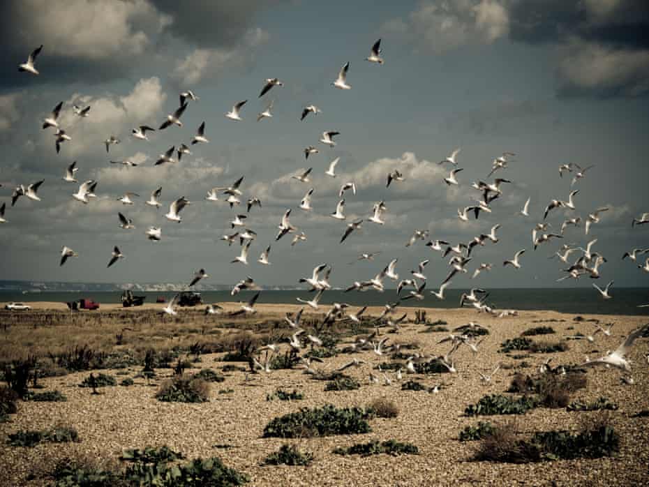 Seabirds over the beach at Dungeness, Kent, UK.