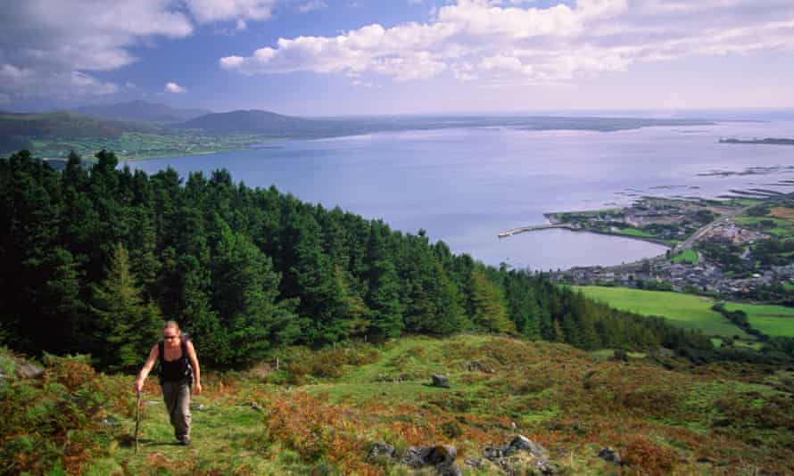 Walker climbing Slieve Foye above Carlingford Lough, County Louth, Ireland.