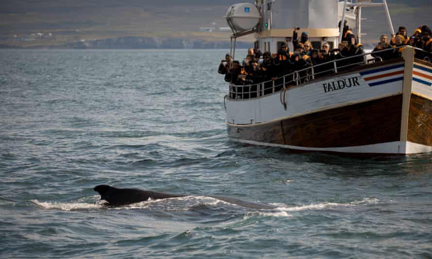 The writer’s boat trip group spotting wildlife.