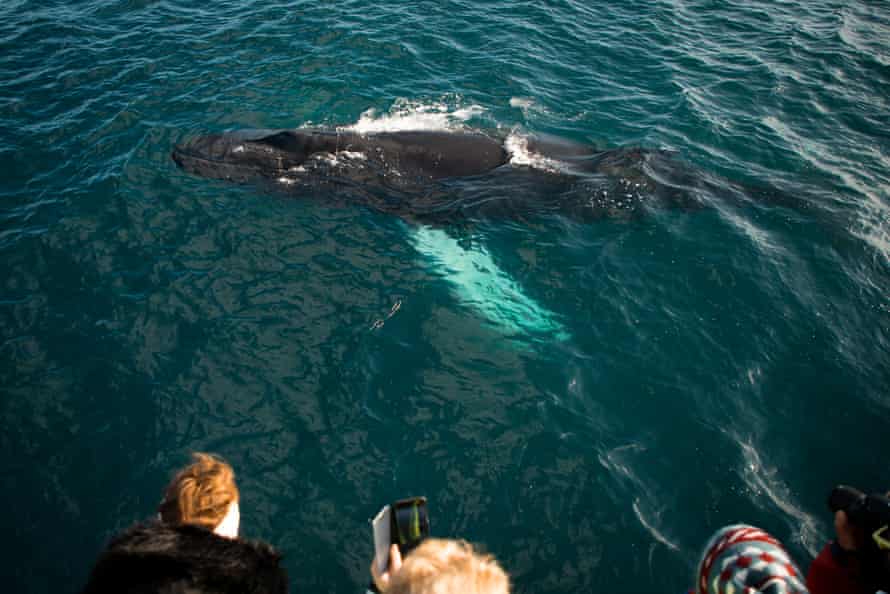 The writer’s tour group getting close to sea life.