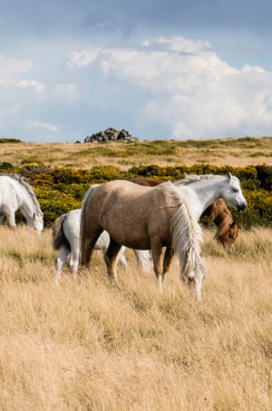 Wild horses on Hergest Ridge- image taken from Offa’s Dyke National Trail between Hay-on-Wye and Kington in Powys