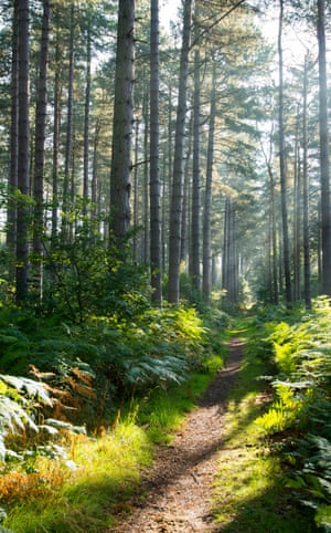 Early morning light in Sherwood Forest, Blidworth Nottinghamshire England UK