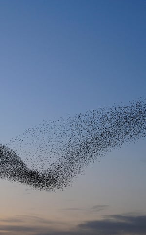 Starling, Sturnus vulgaris, murmuration at RSPB Minsmere