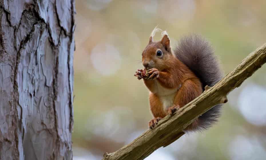 Red squirrel at Brownsea Island. Image by Emma Healey