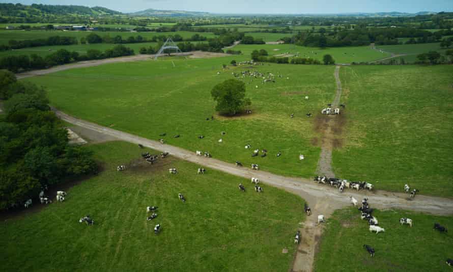 Cows on Glastonbury festival site at Worthy Farm