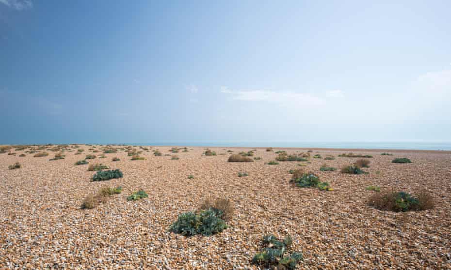 Sea kale vegetated shingle on the pebbly beach at Dungeness in Kent, UK