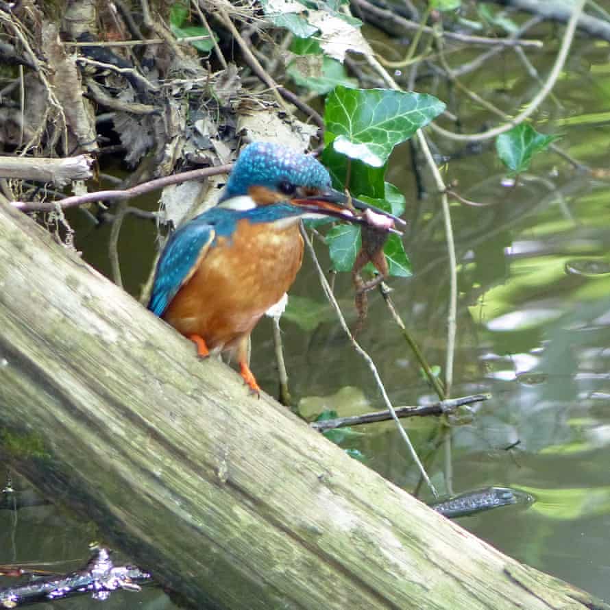 Kingfisher at Swanbourne Lake, Arundel, West Sussex