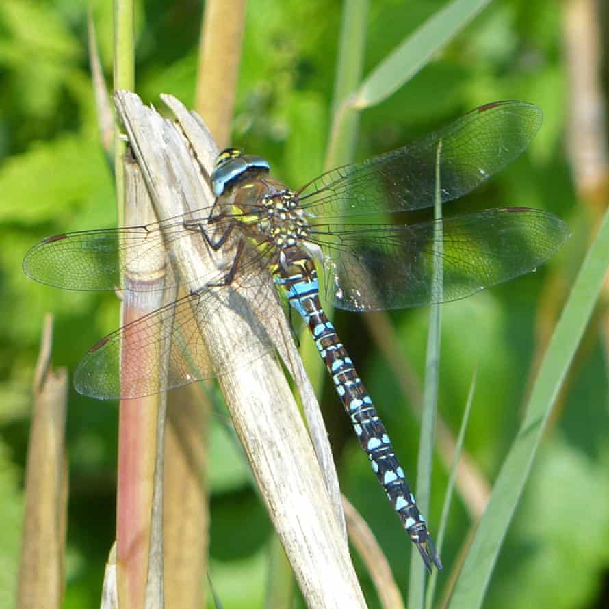 Dragonfly at Wicken Fen national nature reserve, Cambridgeshire, UK.