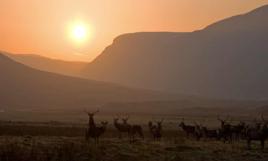 Red deer in Alladale wilderness reserve