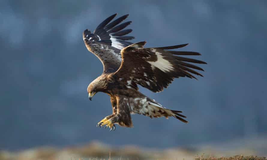 golden eagle in flight