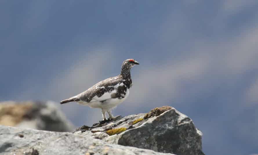 Ptarmigan male