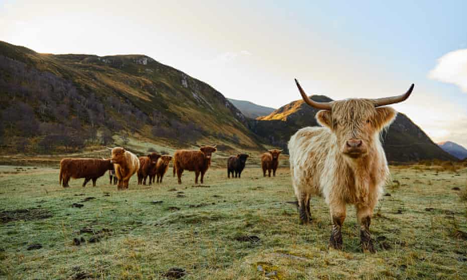 Highland cattle share the wilderness reserve.