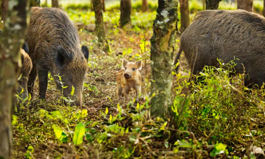 Iron-age pigs and piglet at Coombeshead