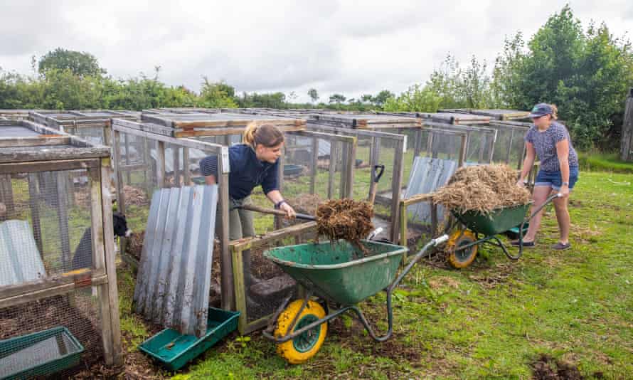 Farm workers cleaning out the water vole cages.