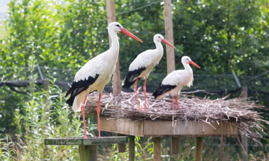 White storks are already part of the rewilding process