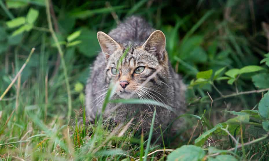 Rewilding at Derek Gow’s farm in Devon